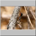 Agenioideus cinctellus - Wegwespe mit Spinne 01g - Sandgrube Niedringhaussee.jpg